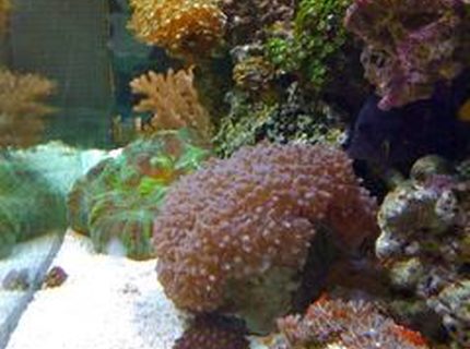 corals inverts - trachyphyllia radiata - wellso folded brain coral stocking in 210 gallons tank - Corals From the side corals inverts - trachyphyllia radiata - wellso folded brain coral stocking in 210 gallons tank - Corals From the side