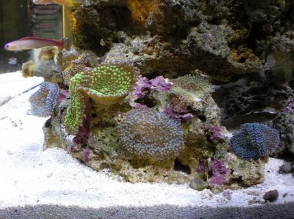 corals inverts - ricordea yuma - flower / ricordea mushroom, green stocking in 28 gallons tank - Ricordia corals inverts - ricordea yuma - flower / ricordea mushroom, green stocking in 28 gallons tank - Ricordia