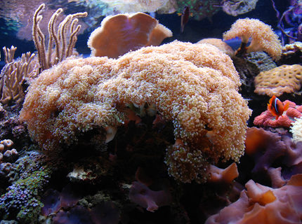 corals inverts - euphyllia paradivisa - frogspawn coral - branched stocking in 125 gallons tank - Frogspawn coral corals inverts - euphyllia paradivisa - frogspawn coral - branched stocking in 125 gallons tank - Frogspawn coral