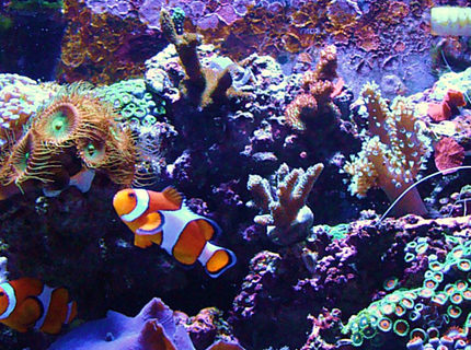 Rated #3: Corals Inverts - Protopalythoa Sp. - Button Polyp Stocking In 14 Gallons Tank - My First Reef Tank ( 10 month old Bio-Cube 14 ) Rated #3: Corals Inverts - Protopalythoa Sp. - Button Polyp Stocking In 14 Gallons Tank - My First Reef Tank ( 10 month old Bio-Cube 14 )