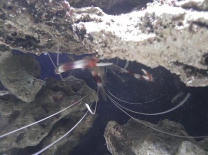 corals inverts - stenopus hispidus - banded coral shrimp stocking in 55 gallons tank - coral banded shrimp corals inverts - stenopus hispidus - banded coral shrimp stocking in 55 gallons tank - coral banded shrimp