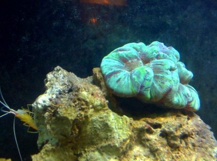 corals inverts - trachyphyllia radiata - brain coral, wellsophyllia stocking in 55 gallons tank - OPEN BRAIN CORAL AND SHRIMP corals inverts - trachyphyllia radiata - brain coral, wellsophyllia stocking in 55 gallons tank - OPEN BRAIN CORAL AND SHRIMP