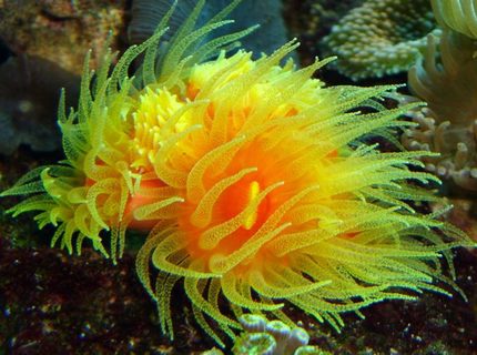 Rated #5: Corals Inverts - Dendrophylliidae - Dendrophyllia Stocking In 54 Gallons Tank - dendro 9 heads Rated #5: Corals Inverts - Dendrophylliidae - Dendrophyllia Stocking In 54 Gallons Tank - dendro 9 heads