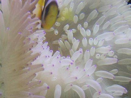 Rated #7: Corals Inverts - Condylactis Gigantea - Condy Anemone Stocking In 90 Gallons Tank - awesome clown in anemone Rated #7: Corals Inverts - Condylactis Gigantea - Condy Anemone Stocking In 90 Gallons Tank - awesome clown in anemone