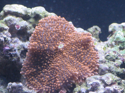 corals inverts - ricordea yuma - flower / ricordea mushroom, purple stocking in 60 gallons tank - birght orange and some purple ricordea yuma corals inverts - ricordea yuma - flower / ricordea mushroom, purple stocking in 60 gallons tank - birght orange and some purple ricordea yuma