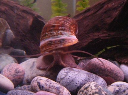 corals inverts - pomacea canaliculata - apple snail stocking in 55 gallons tank - This is Smalls, my giant snail. He is very active and loves to slide around. He will battle the Tin foil barbs for food and is all around funny. corals inverts - pomacea canaliculata - apple snail stocking in 55 gallons tank - This is Smalls, my giant snail. He is very active and loves to slide around. He will battle the Tin foil barbs for food and is all around funny.