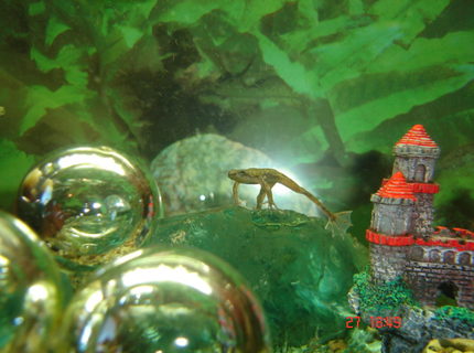 corals inverts - hymenochirus boettgeri - african dwarf frog stocking in 30 gallons tank - my african dwarf froggie corals inverts - hymenochirus boettgeri - african dwarf frog stocking in 30 gallons tank - my african dwarf froggie