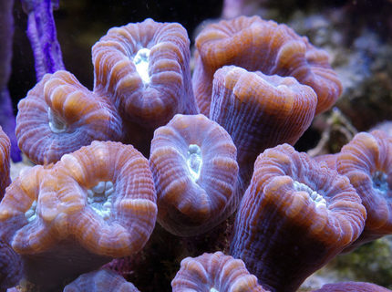 corals inverts - caulastrea furcata - candy cane coral stocking in 125 gallons tank - Candy coral corals inverts - caulastrea furcata - candy cane coral stocking in 125 gallons tank - Candy coral