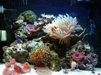 corals inverts - entacmaea quadricolor - bulb anemone stocking in 60 gallons tank - Aquapod 12 Gallon, 2 x 32w PC Lighting Upgrade (5.3w/gal),
2 x Silenx 60mm x 25mm Fans,
Aquaeuro USA Nano Skimmer,
MJ 900 Powerhead,
Return Pump MJ 1200,
Fish/Inverts:
1 Hybrid Tomato Clown,
1 Damsel,
1 Purple Fire Fish,
1 Red Orange Sea Star,
1 Skunk Cleaner Shrimp,
1 Peppermint Shrimp,
2 Margarita Snails,
3 Turbo Snails,
5 Hermit Crabs,
Coral/ Anenome:
1 Speckled Green Bubble Tip Anenome,
1 Two Headed Green Tip Frogspawn,
1 Rainbow Open Brain Coral,
1 Plate Coral,
1 Dendrphyllia,
1 Neon Green Candy Cane Coral,
1 Neon Green Clove Polyp Colony,
1 Inside Out Zoanthid Colony,
1 Sean's Pinky Zoanthid Colony,
1 Eagle EyeZoanthid Colony,
1 Blue Magician Zoanthid Colony,
Assorted Mushrooms corals inverts - entacmaea quadricolor - bulb anemone stocking in 60 gallons tank - Aquapod 12 Gallon, 2 x 32w PC Lighting Upgrade (5.3w/gal),
2 x Silenx 60mm x 25mm Fans,
Aquaeuro USA Nano Skimmer,
MJ 900 Powerhead,
Return Pump MJ 1200,
Fish/Inverts:
1 Hybrid Tomato Clown,
1 Damsel,
1 Purple Fire Fish,
1 Red Orange Sea Star,
1 Skunk Cleaner Shrimp,
1 Peppermint Shrimp,
2 Margarita Snails,
3 Turbo Snails,
5 Hermit Crabs,
Coral/ Anenome:
1 Speckled Green Bubble Tip Anenome,
1 Two Headed Green Tip Frogspawn,
1 Rainbow Open Brain Coral,
1 Plate Coral,
1 Dendrphyllia,
1 Neon Green Candy Cane Coral,
1 Neon Green Clove Polyp Colony,
1 Inside Out Zoanthid Colony,
1 Sean's Pinky Zoanthid Colony,
1 Eagle EyeZoanthid Colony,
1 Blue Magician Zoanthid Colony,
Assorted Mushrooms