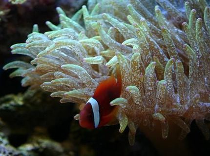 corals inverts - entacmaea quadricolor - bulb anemone stocking in 60 gallons tank - Tomato Clown in Speckled GBTA corals inverts - entacmaea quadricolor - bulb anemone stocking in 60 gallons tank - Tomato Clown in Speckled GBTA