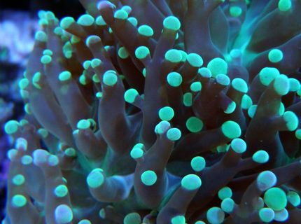 corals inverts - euphyllia paradivisa - frogspawn coral - branched stocking in 60 gallons tank - Frog Spawn corals inverts - euphyllia paradivisa - frogspawn coral - branched stocking in 60 gallons tank - Frog Spawn