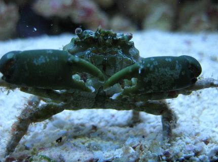 corals inverts - mithrax sculptus - emerald crab stocking in 125 gallons tank - Emerald crab close-up in my 125 reef corals inverts - mithrax sculptus - emerald crab stocking in 125 gallons tank - Emerald crab close-up in my 125 reef