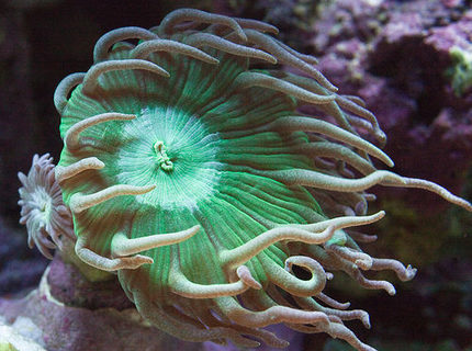 corals inverts - duncanopsammia axifuga - giant green polyp duncan stocking in 37 gallons tank - Duncan corals inverts - duncanopsammia axifuga - giant green polyp duncan stocking in 37 gallons tank - Duncan