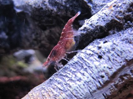 corals inverts - neocaridina denticulata sinensis - red cherry shrimp stocking in 16 gallons tank - Red Cherry Shrimp on Trunk corals inverts - neocaridina denticulata sinensis - red cherry shrimp stocking in 16 gallons tank - Red Cherry Shrimp on Trunk