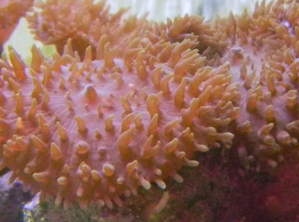 corals inverts - rhodactis indosinensis - hairy mushroom stocking in 20 gallons tank - Hairy Mushrooms! corals inverts - rhodactis indosinensis - hairy mushroom stocking in 20 gallons tank - Hairy Mushrooms!