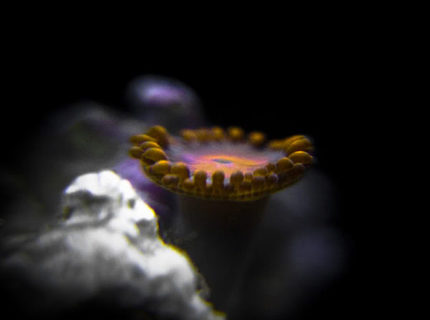 Rated #1: Corals Inverts - Zoanthus Sp. - Bam Bam Orange Zoanthid Stocking In 90 Gallons Tank - Bam Bam orange Zoanthid Rated #1: Corals Inverts - Zoanthus Sp. - Bam Bam Orange Zoanthid Stocking In 90 Gallons Tank - Bam Bam orange Zoanthid