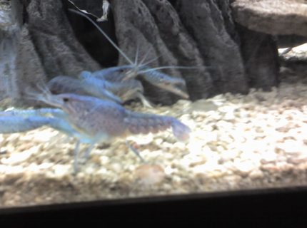 corals inverts - procambarus alleni - electric blue crayfish stocking in 5 gallons tank - elacric blue crawfish corals inverts - procambarus alleni - electric blue crayfish stocking in 5 gallons tank - elacric blue crawfish