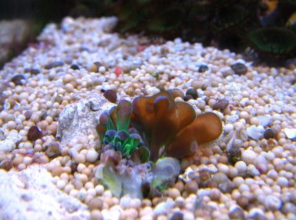 corals inverts - euphyllia glabrescens - torch coral stocking in 10 gallons tank - Euphyllia grablescens corals inverts - euphyllia glabrescens - torch coral stocking in 10 gallons tank - Euphyllia grablescens