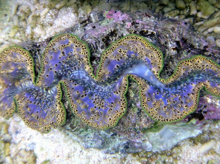 corals inverts - tridacna maxima - maxima clam stocking in 1500 gallons tank - Tridacna Maxima from Tahiti 7" corals inverts - tridacna maxima - maxima clam stocking in 1500 gallons tank - Tridacna Maxima from Tahiti 7"