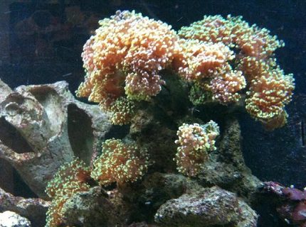 corals inverts - euphyllia paradivisa - frogspawn coral stocking in 125 gallons tank - Frogspawn this peice got moved around too much and now its hurting pretty bad corals inverts - euphyllia paradivisa - frogspawn coral stocking in 125 gallons tank - Frogspawn this peice got moved around too much and now its hurting pretty bad