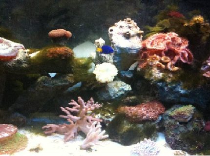 corals inverts - seriatopora hystrix - birdsnest coral stocking in 125 gallons tank - MiddleLeft side corals inverts - seriatopora hystrix - birdsnest coral stocking in 125 gallons tank - MiddleLeft side