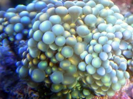 corals inverts - ricordea yuma - flower / ricordea mushroom, green stocking in 46 gallons tank - Ricordea Yuma corals inverts - ricordea yuma - flower / ricordea mushroom, green stocking in 46 gallons tank - Ricordea Yuma