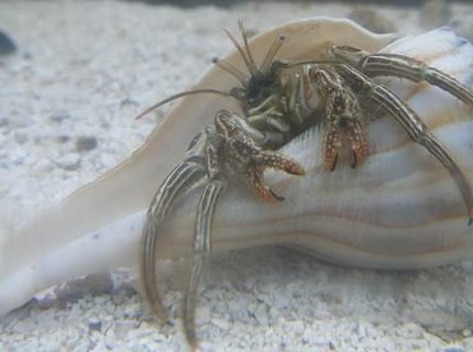 corals inverts - dardanus calidus - hermit crab stocking in 46 gallons tank - Hermit Crab corals inverts - dardanus calidus - hermit crab stocking in 46 gallons tank - Hermit Crab