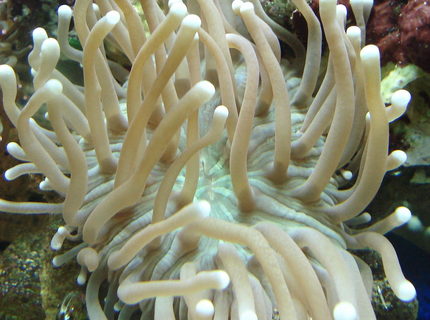 corals inverts - duncanopsammia axifuga - giant green polyp duncan stocking in 44 gallons tank - Heliofungia corals inverts - duncanopsammia axifuga - giant green polyp duncan stocking in 44 gallons tank - Heliofungia