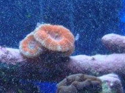 corals inverts - acanthastrea echinata - acan brain coral stocking in 30 gallons tank - acan and clam corals inverts - acanthastrea echinata - acan brain coral stocking in 30 gallons tank - acan and clam