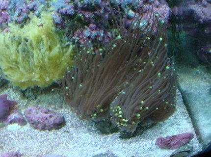 corals inverts - euphyllia glabrescens - torch coral stocking in 30 gallons tank - Torch corals inverts - euphyllia glabrescens - torch coral stocking in 30 gallons tank - Torch