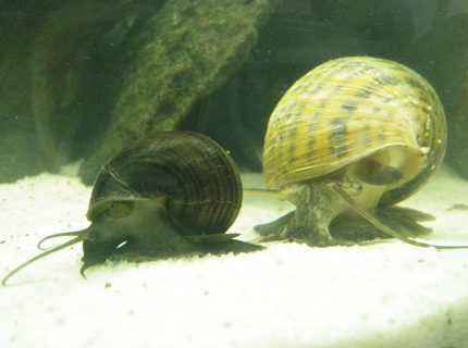 corals inverts - pomacea canaliculata - apple snail stocking in 46 gallons tank - My apple snails corals inverts - pomacea canaliculata - apple snail stocking in 46 gallons tank - My apple snails