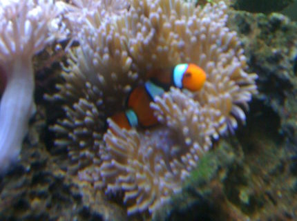 corals inverts - heteractis crispa - sebae anemone stocking in 29 gallons tank - *True Percula Clownfish w/ Sebae Anemone* corals inverts - heteractis crispa - sebae anemone stocking in 29 gallons tank - *True Percula Clownfish w/ Sebae Anemone*