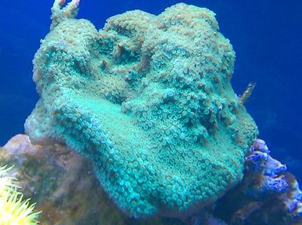 Rated #4: Corals Inverts - Montipora Capricornis - Green Apple Cap Coral Stocking In 72 Gallons Tank - Montipora Rated #4: Corals Inverts - Montipora Capricornis - Green Apple Cap Coral Stocking In 72 Gallons Tank - Montipora