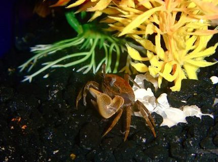 Rated #8: Corals Inverts - Trapezia Sp. - Acropora Crab Stocking In 55 Gallons Tank - Crab Rated #8: Corals Inverts - Trapezia Sp. - Acropora Crab Stocking In 55 Gallons Tank - Crab