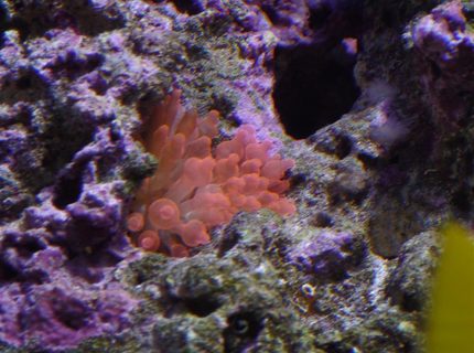 Rated #7: Corals Inverts - Entacmaea Quadricolor - Rose Bulb Anemone Stocking In 150 Gallons Tank - Bubble tip anemone Rated #7: Corals Inverts - Entacmaea Quadricolor - Rose Bulb Anemone Stocking In 150 Gallons Tank - Bubble tip anemone