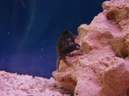 corals inverts - mithrax sculptus - emerald crab stocking in 55 gallons tank - Dark Green Emerald Crab corals inverts - mithrax sculptus - emerald crab stocking in 55 gallons tank - Dark Green Emerald Crab