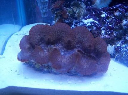 corals inverts - tridacna maxima - maxima clam stocking in 55 gallons tank - my maxima clam. about 6 inches long. corals inverts - tridacna maxima - maxima clam stocking in 55 gallons tank - my maxima clam. about 6 inches long.