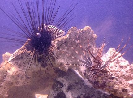 Rated #2: Corals Inverts - Diadema Setosum - Longspine Urchin, Black Stocking In 100 Gallons Tank - Long Spine Urchin,
Lionfish,
Koran Angel. Rated #2: Corals Inverts - Diadema Setosum - Longspine Urchin, Black Stocking In 100 Gallons Tank - Long Spine Urchin,
Lionfish,
Koran Angel.