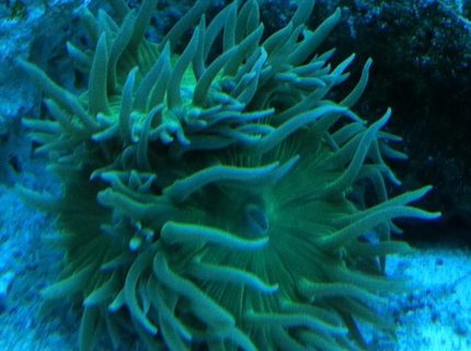 corals inverts - duncanopsammia axifuga - giant green polyp duncan stocking in 90 gallons tank - Green Duncans corals inverts - duncanopsammia axifuga - giant green polyp duncan stocking in 90 gallons tank - Green Duncans