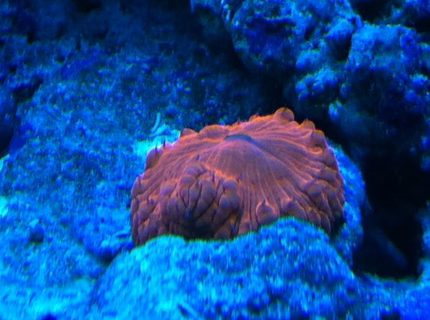 corals inverts - blastomussa wellsi - australian big polyp blastomussa stocking in 90 gallons tank - Red Blasto corals inverts - blastomussa wellsi - australian big polyp blastomussa stocking in 90 gallons tank - Red Blasto