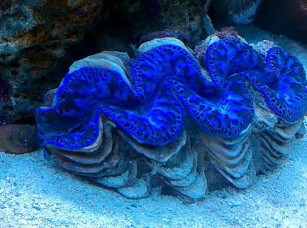 corals inverts - tridacna maxima - maxima clam stocking in 65 gallons tank - 6" BLUE MAXIMA CLAM corals inverts - tridacna maxima - maxima clam stocking in 65 gallons tank - 6" BLUE MAXIMA CLAM