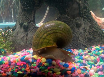 corals inverts - pomacea canaliculata - apple snail stocking in 75 gallons tank - "Gary" my apple snail...my kids named him.. corals inverts - pomacea canaliculata - apple snail stocking in 75 gallons tank - "Gary" my apple snail...my kids named him..