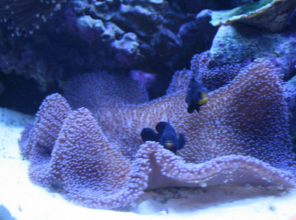 corals inverts - stichodactyla haddoni - carpet anemone stocking in 90 gallons tank - Purple Carpet and Midnight Clowns corals inverts - stichodactyla haddoni - carpet anemone stocking in 90 gallons tank - Purple Carpet and Midnight Clowns