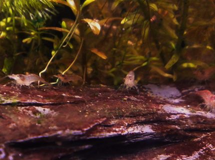 corals inverts - neocaridina denticulata sinensis - red cherry shrimp stocking in 3 gallons tank - March of the red cherry shrimp. corals inverts - neocaridina denticulata sinensis - red cherry shrimp stocking in 3 gallons tank - March of the red cherry shrimp.