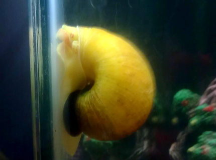 corals inverts - pomacea canaliculata - apple snail stocking in 30 gallons tank - apple snail in my freshwater tank corals inverts - pomacea canaliculata - apple snail stocking in 30 gallons tank - apple snail in my freshwater tank