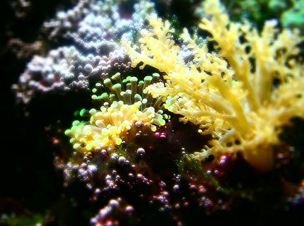 corals inverts - capnella sp. - taro tree coral stocking in 29 gallons tank - Older tank corals inverts - capnella sp. - taro tree coral stocking in 29 gallons tank - Older tank