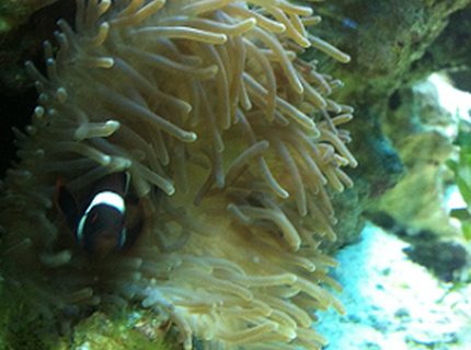 corals inverts - heteractis crispa - sebae anemone stocking in 30 gallons tank corals inverts - heteractis crispa - sebae anemone stocking in 30 gallons tank
