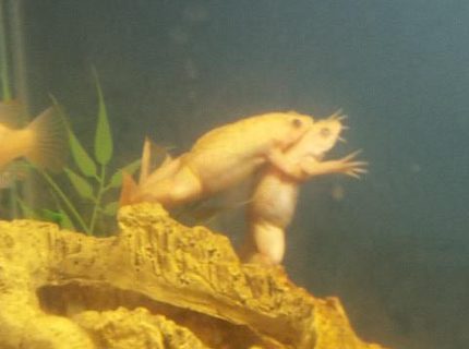 corals inverts - xenopus laevis - african clawed frog stocking in 29 gallons tank - my albino african clawed frogs corals inverts - xenopus laevis - african clawed frog stocking in 29 gallons tank - my albino african clawed frogs