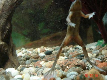 corals inverts - hymenochirus boettgeri - african dwarf frog stocking in 30 gallons tank - my african dwaf froggie saying hello. he is only 2 inches long when he stretches. corals inverts - hymenochirus boettgeri - african dwarf frog stocking in 30 gallons tank - my african dwaf froggie saying hello. he is only 2 inches long when he stretches.