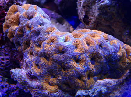 Rated #4: Corals Inverts - Acanthastrea Sp. - Acan Stocking In 100 Gallons Tank - my latest addition acan Rated #4: Corals Inverts - Acanthastrea Sp. - Acan Stocking In 100 Gallons Tank - my latest addition acan
